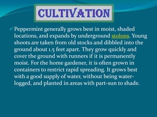  Peppermint generally grows best in moist, shaded
 locations, and expands by underground stolons. Young
 shoots are taken from old stocks and dibbled into the
 ground about 1.5 feet apart. They grow quickly and
 cover the ground with runners if it is permanently
 moist. For the home gardener, it is often grown in
 containers to restrict rapid spreading. It grows best
 with a good supply of water, without being water-
 logged, and planted in areas with part-sun to shade.
 