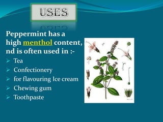 Peppermint has a
high menthol content, a
nd is often used in :-
 Tea
 Confectionery
 for flavouring Ice cream
 Chewing gum
 Toothpaste
 
