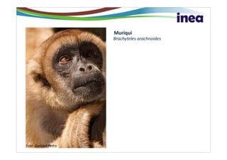 Muriqui
                      Brachyteles arachnoides




Foto: Gustavo Pedro
 