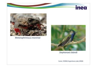Melanophriniscus moreirae




                             Stephanoxis lalandi


                            Fonte: FERMA Engenharia Ltda (2009)
 