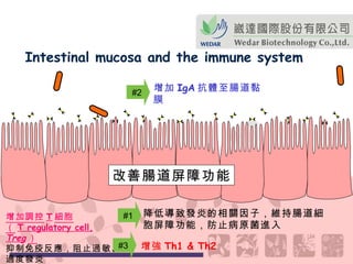 #2 增強 Th1 & Th2 #3 Intestinal mucosa and the immune system 改善腸道屏障功能 #1 降低導致發炎的相關因子，維持腸道細胞屏障功能，防止病原菌進入 增加調控 T 細胞 （ T regulatory cell,  Treg ） 抑制免疫反應，阻止過敏、 過度發炎   增加 IgA 抗體至腸道黏膜 