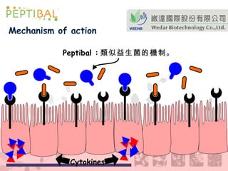 Cytokines Peptibal  : 類似益生菌的機制。 Mechanism of action 
