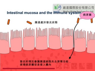 病原菌 腸道處於發炎狀態 Intestinal mucosa and the immune system 發炎的情況會讓腸道細胞失去屏障功能， 使得病原體容易侵入體內   