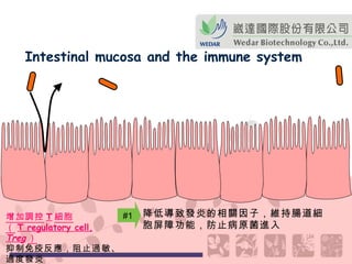 Intestinal mucosa and the immune system #1 降低導致發炎的相關因子，維持腸道細胞屏障功能，防止病原菌進入 增加調控 T 細胞 （ T regulatory cell,  Treg ） 抑制免疫反應，阻止過敏、過度發炎   