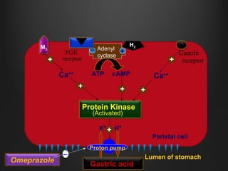 Adenyl
cyclase
_
+
ATP cAMP
Protein Kinase
(Activated)
Ca++
+
Ca++
Proton pump
K+
H+
Gastric acid
Parietal cell
Lumen of stomach
H2M3
_
++
+
+
+
PGE
receptor
Gastrin
receptor
 