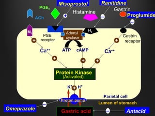 ProglumideACh
PGE2
Histamine
Gastrin
Adenyl
cyclase
_
+
ATP cAMP
Protein Kinase
(Activated)
Ca++
+
Ca++
Proton pump
KK+
H+
Gastric acid
Parietal cell
Lumen of stomach
Antacid
Omeprazole
Ranitidine
H2M3
Misoprostol
_
_
_
_
+
PGE
receptor
+
+
Gastrin
receptor+
+
+
 