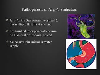 Pathogenesis ofPathogenesis of H. pyloriH. pylori infectioninfection
H. pyloriH. pylori is Gram-negative, spiral &is Gram-negative, spiral &
has multiple flagella at one endhas multiple flagella at one end
Transmitted from person-to-personTransmitted from person-to-person
by Oro–oral or feco-oral spreadby Oro–oral or feco-oral spread
No reservoir in animal or waterNo reservoir in animal or water
supplysupply
 