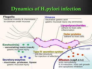 Dynamics of H.pylori infectionDynamics of H.pylori infection
Dr.T.V.Rao MDDr.T.V.Rao MD 2626
 