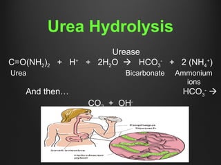 Urease
C=O(NH2)2 + H+
+ 2H2O  HCO3
-
+ 2 (NH4
+
)
Urea Bicarbonate Ammonium
ions
And then… HCO3
-

CO2 + OH-
Urea Hydrolysis
 