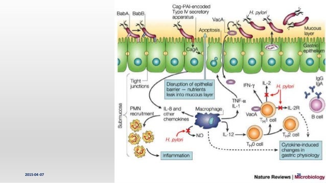 Nature Reviews Cell Junction Nature Reviews Cell Junction