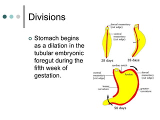 Divisions
 Stomach begins
as a dilation in the
tubular embryonic
foregut during the
fifth week of
gestation.
 