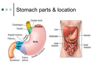 Stomach parts & location
 
