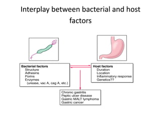 Interplay between bacterial and host
factors
 