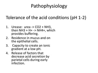 Pathophysiology
Tolerance of the acid conditions (pH 1-2)
1. Urease: urea -> CO2 + NH3,
then NH3 + H+ -> NH4+, which
provides buffering.
2. Residence in mucus and on
the epithelial cells.
3. Capacity to create an ionic
gradient at a low pH.
4. Release of factors that
decrease acid secretion by
parietal cells during early
infection.
 