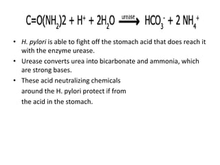 • H. pylori is able to fight off the stomach acid that does reach it
with the enzyme urease.
• Urease converts urea into bicarbonate and ammonia, which
are strong bases.
• These acid neutralizing chemicals
around the H. pylori protect if from
the acid in the stomach.
 