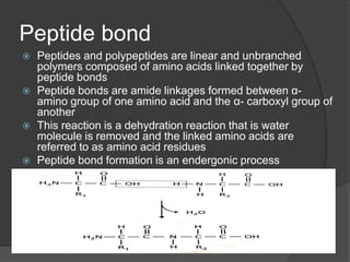 Peptide bond
 Peptides and polypeptides are linear and unbranched
polymers composed of amino acids linked together by
peptide bonds
 Peptide bonds are amide linkages formed between α-
amino group of one amino acid and the α- carboxyl group of
another
 This reaction is a dehydration reaction that is water
molecule is removed and the linked amino acids are
referred to as amino acid residues
 Peptide bond formation is an endergonic process
 