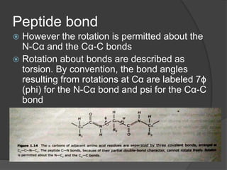 Peptide bond
 However the rotation is permitted about the
N-Cα and the Cα-C bonds
 Rotation about bonds are described as
torsion. By convention, the bond angles
resulting from rotations at Cα are labeled 7ϕ
(phi) for the N-Cα bond and psi for the Cα-C
bond
 