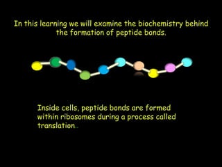 In this learning we will examine the biochemistry behind
the formation of peptide bonds.
Inside cells, peptide bonds are formed
within ribosomes during a process called
translation..