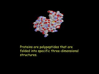 Proteins are polypeptides that are
folded into specific three-dimensional
structures.