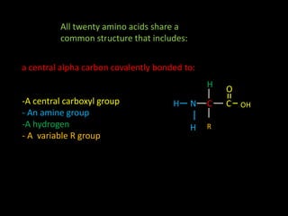 All twenty amino acids share a
common structure that includes:
a central alpha carbon covalently bonded to:
-A central carboxyl group
- An amine group
-A hydrogen
- A variable R group
C
C
H
NH
H
C
O
R
OH