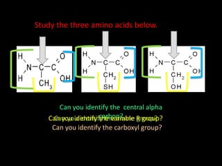 Study the three amino acids below.
Can you identify the central alpha
carbon?
Can you identify the carboxyl group?
Can you identify the amine group?Can you identify the variable R group?