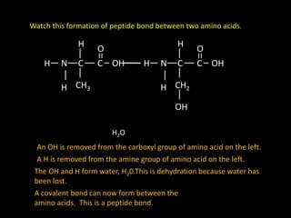 Watch this formation of peptide bond between two amino acids.
C
H
NH
H CH3
C
O
OH C
H
NH
H CH2
C
O
OH
OH
An OH is removed from the carboxyl group of amino acid on the left.
A H is removed from the amine group of amino acid on the left.
The OH and H form water, H20.This is dehydration because water has
been lost.
A covalent bond can now form between the
amino acids. This is a peptide bond.
H2O