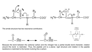 Restricted Bond Rotation Notes on Peptide bond & peptide bond .ppt