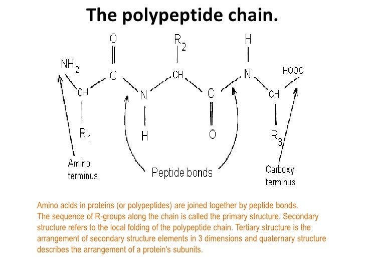 Polypeptide Chain - 728x546 - jpeg Polypeptide Chain