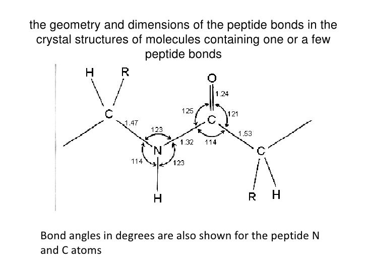Where are peptide bonds found?