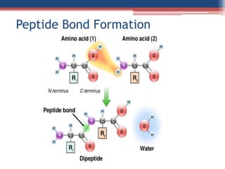 Peptide Bond Formation
 