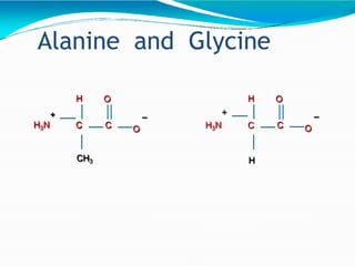 Alanine and Glycine
CH3
O
H
C O
–
+
H3N C
O
H
H
C
+
H3N C O
–
 