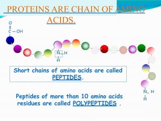 PROTEINS ARE CHAIN OF AMINO
ACIDS.
O
C OH
N H
H
N H
H
Short chains of amino acids are called
PEPTIDES.
Peptides of more than 10 amino acids
residues are called POLYPEPTIDES .
 