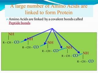 A large number of Amino Acids are
linked to form Protein
Amino Acids are linked bya covalent bondscalled
Peptide bonds
NH

R – CH – CO
NH

R – CH – CO
NH

R – CH – CO
NH

R – CH – CO
NH

R – CH – CO
 
