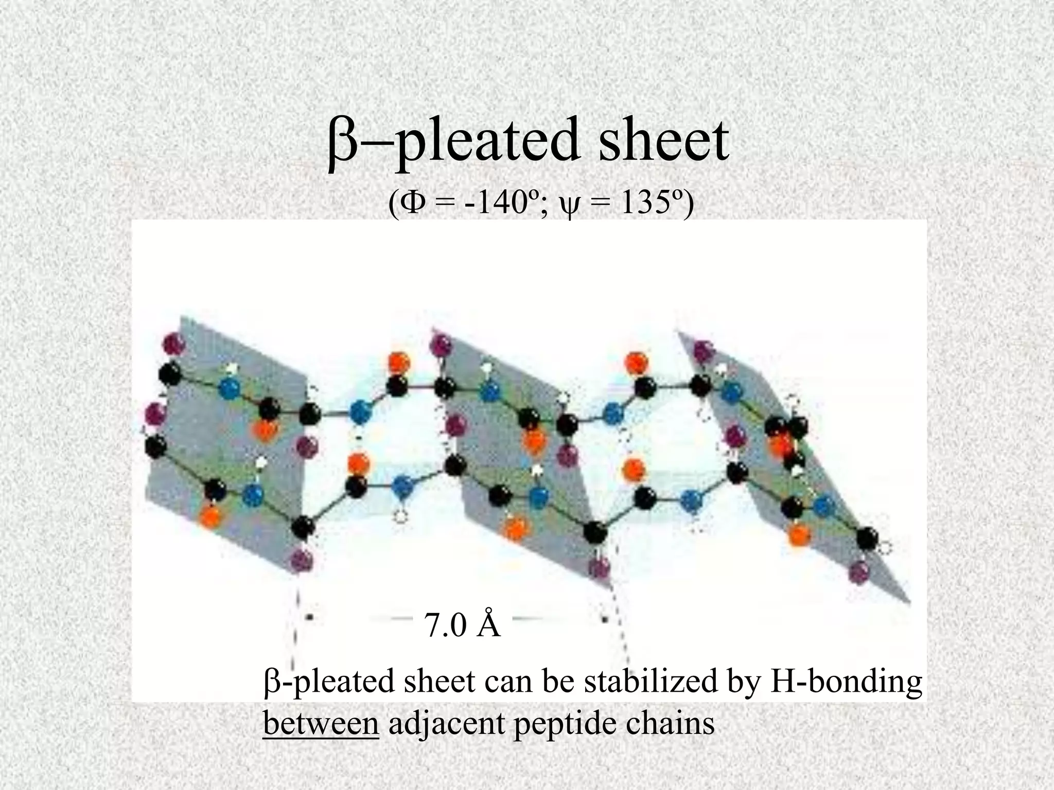 b-pleated sheet
7.0 Å
(F = -140º;  = 135º)
b-pleated sheet can be stabilized by H-bonding
between adjacent peptide chains
 