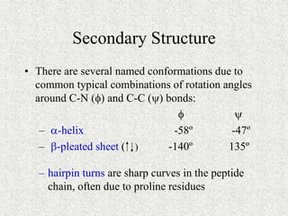Secondary Structure
• There are several named conformations due to
common typical combinations of rotation angles
around C...