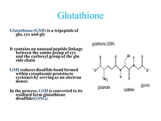 glutathione unusual peptide bond Peptides and proteins chemistry veterinary.pdf Size:6 Boxes