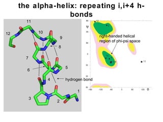 the alpha-helix: repeating i,i+4 h-bonds 2 1 3 4 5 7 8 9 6 10 11 12 right-handed helical region of phi-psi space hydrogen bond 