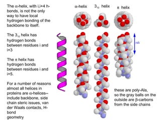 The   -helix, with i,i+4 h-bonds, is not the only way to have local hydrogen bonding of the backbone to itself. The 3 10  helix has hydrogen bonds between residues i and i+3 The    helix has hydrogen bonds between residues i and i+5.  For a number of reasons almost all helices in proteins are   -helices--include backbone, side chain steric issues, van der Waals contacts, H-bond geometry  -helix 3 10   helix    helix these are poly-Ala, so the gray balls on the outside are   -carbons  from the side chains 