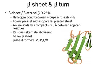    sheet &    turn β-sheet / β-strand (20-25%) Hydrogen bond between groups across strands Forms parallel and antiparallel pleated sheets Amino acids less compact – 3.5 Å between adjacent residues Residues alternate above and  below β-sheet β-sheet formers: V,I,P,T,W 
