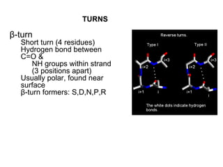 β-turn Short turn (4 residues) Hydrogen bond between C=O &  NH groups within strand  (3 positions apart) Usually polar, found near surface β-turn formers: S,D,N,P,R TURNS 