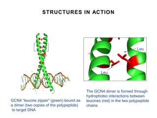 STRUCTURES IN ACTION GCN4 “leucine zipper” (green) bound as a dimer (two copies of the polypeptide) to target DNA The GCN4 dimer is formed through hydrophobic interactions between leucines (red) in the two polypeptide  chains Leu Leu 