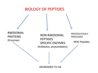 BIOLOGY OF PEPTIDES RIBOSOMAL PROTEINS NON-RIBOSOMAL PEPTIDES SPECIFIC ENZYMES PROTEOLYTICALY PROCESSED DEGRADED TO AA (Antibiotics, phytochelatins) (Enzymes) MHC Peptides 