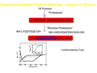 V 8 Protease “ Conformational Trap” Protease-mediated Protein Splicing – Nature’s Choice LYGSTSQE VASVKQAFDAVGVK NH-VASVKQAFDAVGVK-OH NH-LYGSTSQE-OH  “ Proteolysis” “ Reverse Proteolysis” LYGSTSQE VASVKQAFDAVGVK 