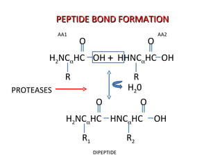 + PEPTIDE BOND FORMATION AA1 AA2 H 2 0 DIPEPTIDE PROTEASES H 2 NC  HC OH O R HHNC  HC OH O R H 2 NC  HC O R 1 HNC  HC OH O R 2 