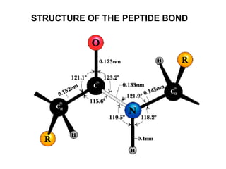 STRUCTURE OF THE PEPTIDE BOND 