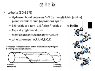    helix α-helix (30-35%) Hydrogen bond between C=O (carbonyl) & NH (amine) groups within strand (4 positions apart) 3.6 residues / turn, 1.5 Å rise / residue Typically right hand turn Most abundant secondary structure α-helix formers: A,R,L,M,E,Q,K 