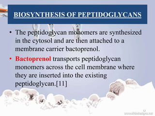 BIOSYNTHESIS OF PEPTIDOGLYCANS
• The peptidoglycan monomers are synthesized
in the cytosol and are then attached to a
membrane carrier bactoprenol.
• Bactoprenol transports peptidoglycan
monomers across the cell membrane where
they are inserted into the existing
peptidoglycan.[11]
12
 