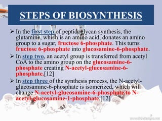 STEPS OF BIOSYNTHESIS
 In the first step of peptidoglycan synthesis, the
glutamine, which is an amino acid, donates an amino
group to a sugar, fructose 6-phosphate. This turns
fructose 6-phosphate into glucosamine-6-phosphate.
 In step two, an acetyl group is transferred from acetyl
CoA to the amino group on the glucosamine-6-
phosphate creating N-acetyl-glucosamine-6-
phosphate.[12]
 In step three of the synthesis process, the N-acetyl-
glucosamine-6-phosphate is isomerized, which will
change N-acetyl-glucosamine-6-phosphate to N-
acetyl-glucosamine-1-phosphate.[12]
13
 