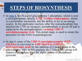 STEPS OF BIOSYNTHESIS
 In step 4, the N-acetyl-glucosamine-1-phosphate, which is now
a monophosphate, attacks UTP. Uridine triphosphate, which
is a pyrimidine nucleotide, has the ability to act as an energy
source. In this particular reaction, after the monophosphate has
attacked the UTP, an inorganic pyrophosphate is given off and is
replaced by the monophosphate, creating UDP-N-
acetylglucosamine (2,4). This initial stage, is used to create the
precursor for the NAG in peptidoglycan.
 In step 5, some of the UDP-N-acetylglucosamine (UDP-
GlcNAc) is converted to UDP-MurNAc (UDP-N-
acetylmuramic acid) by the addition of a lactyl group to the
glucosamine. Also in this reaction, the C3 hydroxyl group will
remove a phosphate from the alpha carbon of phosphenol
pyruvate.
14
 