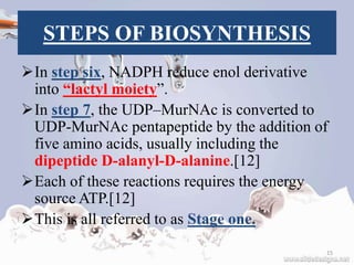 STEPS OF BIOSYNTHESIS
In step six, NADPH reduce enol derivative
into “lactyl moiety”.
In step 7, the UDP–MurNAc is converted to
UDP-MurNAc pentapeptide by the addition of
five amino acids, usually including the
dipeptide D-alanyl-D-alanine.[12]
Each of these reactions requires the energy
source ATP.[12]
This is all referred to as Stage one.
15
 